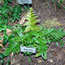 Dryopteris erythrosora Brilliance